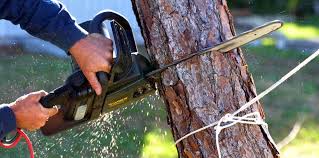 Best Soil Testing and Treatment  in Lyndhurst, VA
