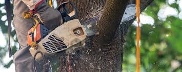 Best Tree Planting  in Lyndhurst, VA