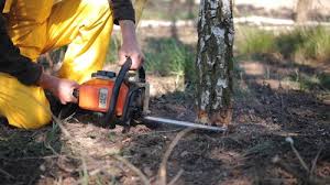 Best Tree Risk Assessment  in Lyndhurst, VA