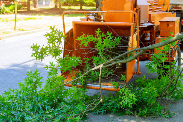 Grass Overseeding in Lyndhurst, VA