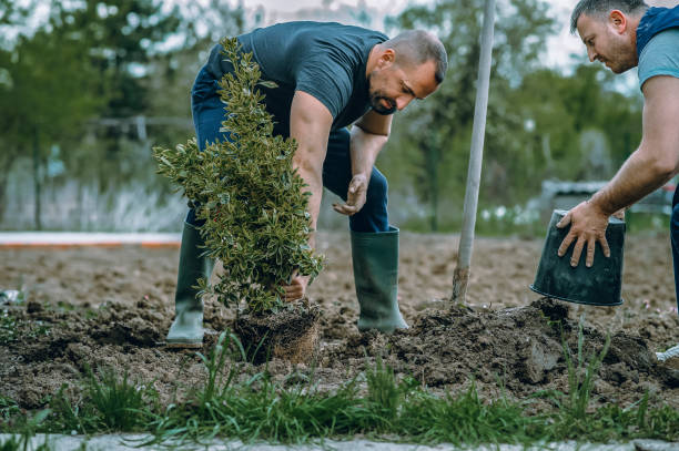 Best Tree and Shrub Care  in Lyndhurst, VA