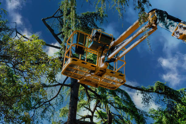 Best Hazardous Tree Removal  in Lyndhurst, VA