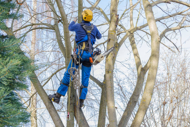 Best Tree Mulching  in Lyndhurst, VA