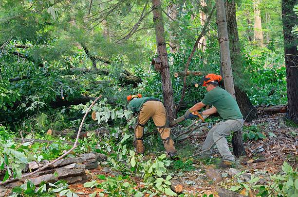Best Firewood Processing and Delivery  in Lyndhurst, VA
