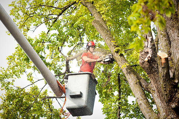 Best Tree Removal  in Lyndhurst, VA