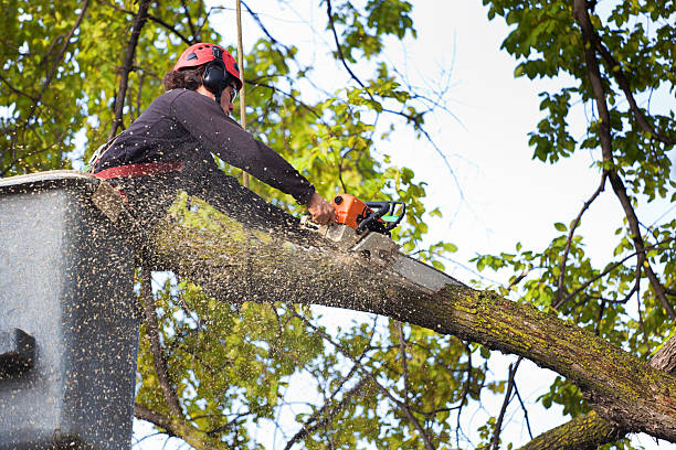 Trusted Lyndhurst, VA Tree Services Experts