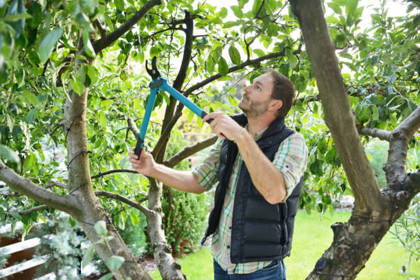 Best Tree Maintenance Programs  in Lyndhurst, VA