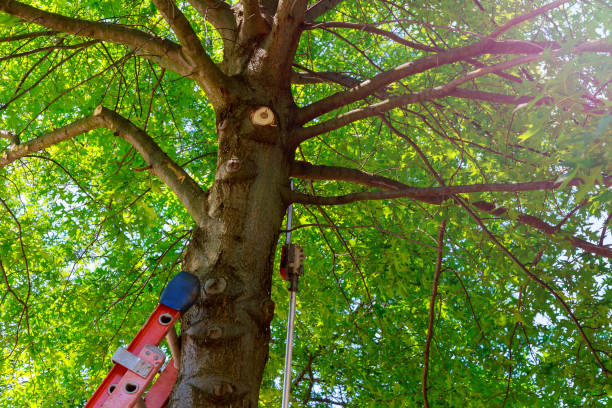 Best Tree Health Inspection  in Lyndhurst, VA